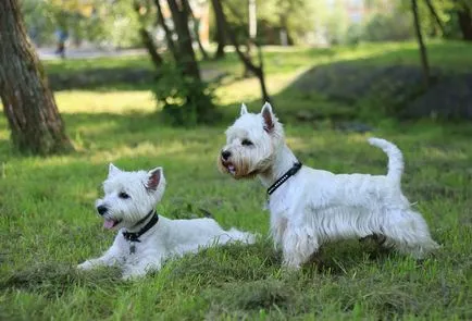 West Highland White terrier fotók és videók, az árak és a fajta leírása