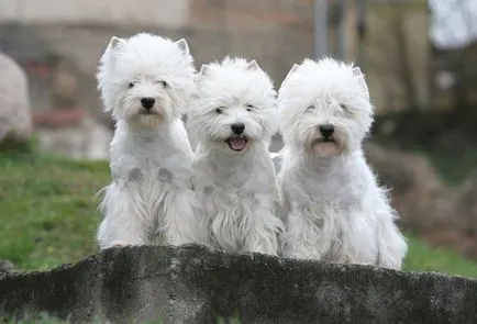 West Highland White terrier fotók és videók, az árak és a fajta leírása