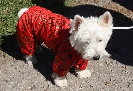 West Highland White terrier fotók és videók, az árak és a fajta leírása