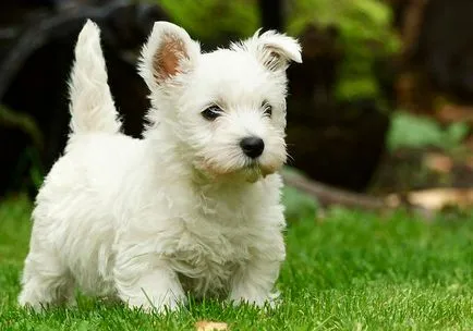 West Highland White terrier fotók és videók, az árak és a fajta leírása