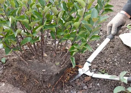 Cultivarea portaltoii vegetative