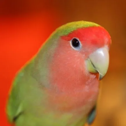 Faj papagájok lovebirds c fényképet minden fajta