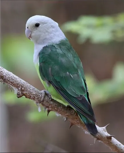 Specii de papagali lovebirds c fotografie toate soiurile