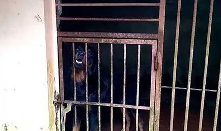 Madárház Rottweiler Rottweiler a lakásban képek és videó