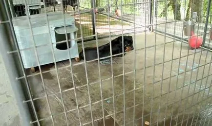 Madárház Rottweiler Rottweiler a lakásban képek és videó