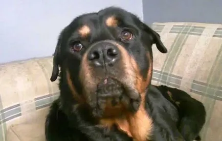 Madárház Rottweiler Rottweiler a lakásban képek és videó