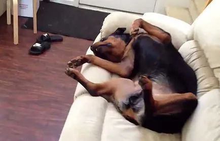 Madárház Rottweiler Rottweiler a lakásban képek és videó