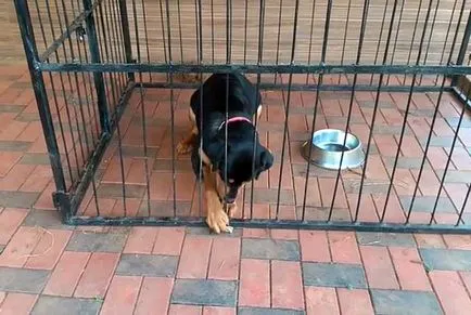 Madárház Rottweiler Rottweiler a lakásban képek és videó