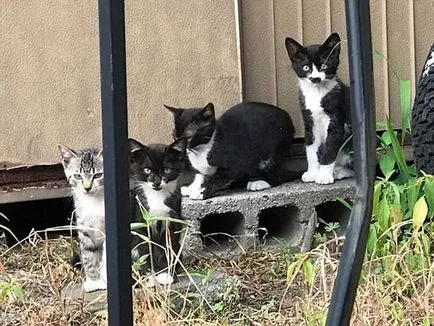 Szerte a világon macska vagy mini I szokatlan színű japán cica, kleinburd hírek