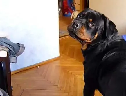 Madárház Rottweiler Rottweiler a lakásban képek és videó