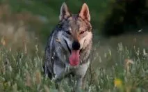 Olasz farkas kutya «Lupo italiano»