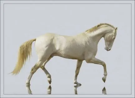 Изабела цвят на коня или крем, снимка, описание, историята и характеристики