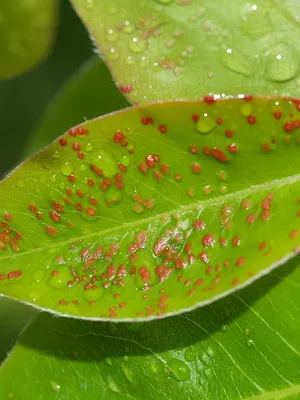 Вредители круша и контролни снимки на градински вредители, лечение дърво за защита от насекоми