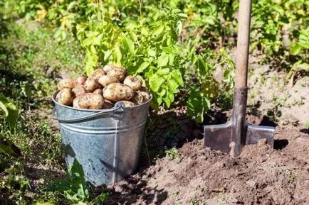 Minden az amerikai burgonya - a fajták leírására, ültetés, gondozás és egyéb szempontok a fotó