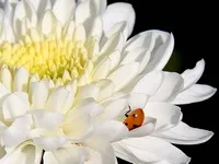 Chrysanthemum Bush, cum să păstreze Chrysanthemum - livrare flori Izhevsk