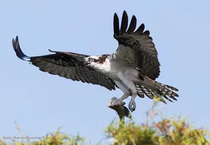 Хищна птица Osprey описание на вида и местообитанията на птиците, неговата снимки, храненето и размножаването