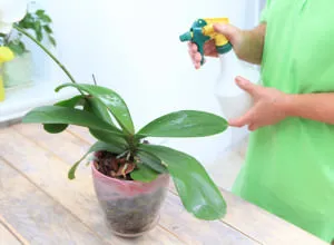 Янтарна киселина за орхидеи в таблетки и прах полезни свойства, как да се прилага и където да купуват