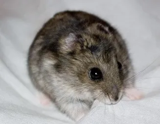 hamster Jungar