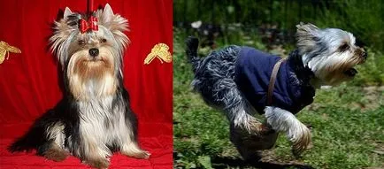 caractere Yorkshire Terrier