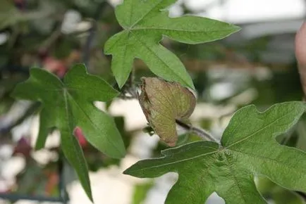 Cotton vattacukor növekvő magról - az életem