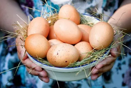 Jellemzői Kotlyarevskaya tenyészteni csirkék jellemzői annak tartalmát