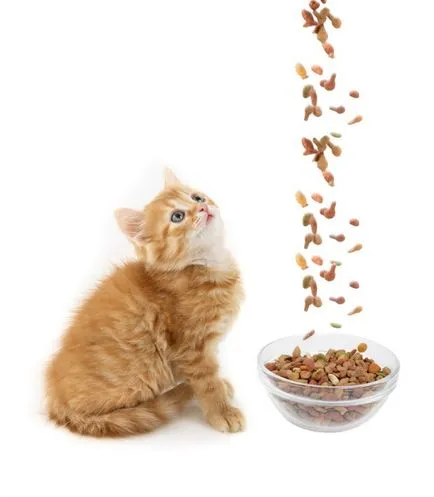 Caracteristici de alimentare ORIJEN pentru pisici, varietatea și expertize
