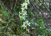 Orchis kíváncsi faj fotók, nehéz művelés és betakarítás