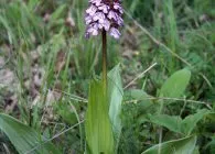 Orchis kíváncsi faj fotók, nehéz művelés és betakarítás