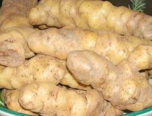 De ce să cumpere soiuri de elita de cartofi