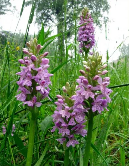 Orchis foltos - gyógynövény a kertben