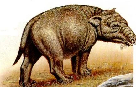 Vicces ősei elefántok, dinoszauruszok, evolúció