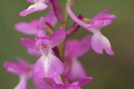 Orchis foltos - gyógynövény a kertben