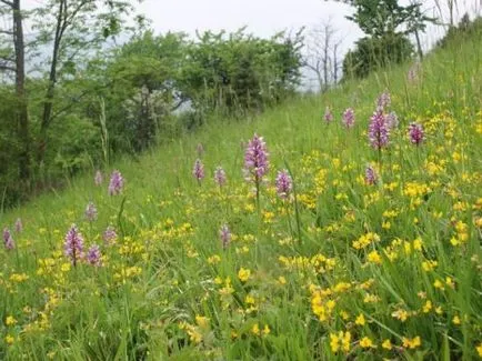 Orchis foltos - gyógynövény a kertben