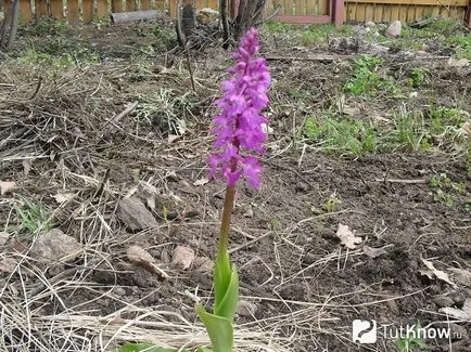 отглеждането и използването им в медицината Орхидеи