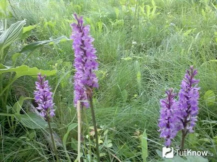 Orchideák termesztése és felhasználása a gyógyászatban