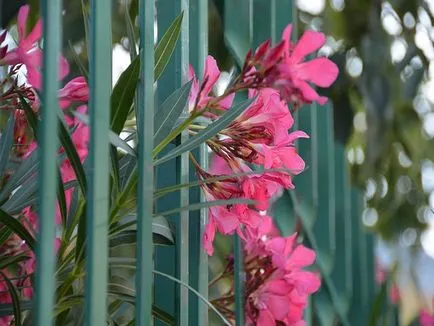 Gard pentru paturi de flori decorare pe fotografie în grădină cu propriile sale mâini