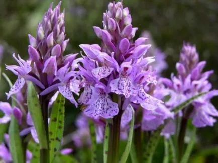 Orchis foltos - gyógynövény a kertben