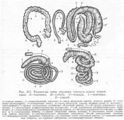 Partea din spate a intestinului - totul despre creșterea animalelor