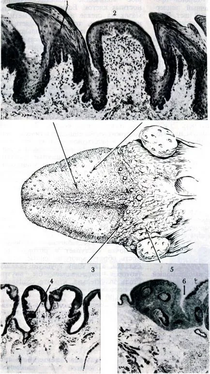 sisteme ale corpului (histologie) - Limba