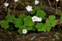 Orpin (stonecrop vulgare) Imaginea arata ca, caracteristic proprietățile curative ale plantelor