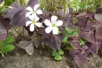 Orpin (stonecrop vulgare) Imaginea arata ca, caracteristic proprietățile curative ale plantelor