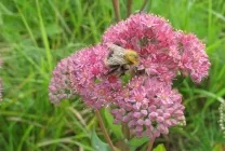 Orpin (stonecrop vulgare) Imaginea arata ca, caracteristic proprietățile curative ale plantelor