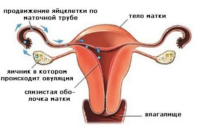 Течността в матката води в напреднала възраст и след раждането, какво означава това