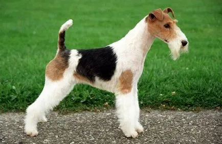 Descriere rasa fox terrier cu păr sârmos, fotografii și recenzii