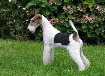 Descriere rasa fox terrier cu păr sârmos, fotografii și recenzii