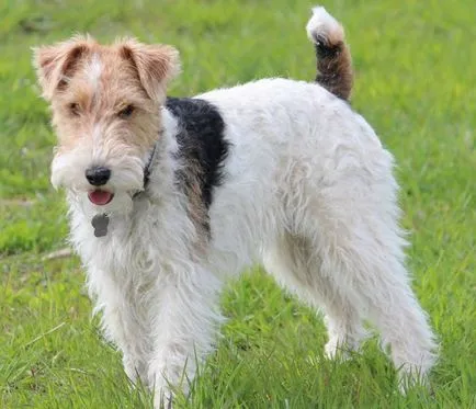 fotografii sârmos Fox Terrier, videoclipuri, descriere rasa