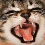 Зъби котенца мляко, когато есента и се появяват на каква възраст, когато се променя и как много години