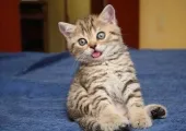 Зъби котенца мляко, когато есента и се появяват на каква възраст, когато се променя и как много години