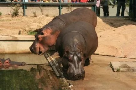 Schönbrunn Zoo, Viena