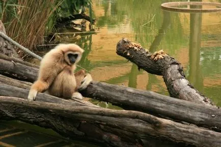 Schönbrunn Zoo, Viena